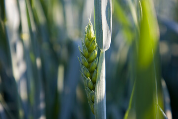 Wall Mural - Green young ear of wheat, barley. Selective focus.