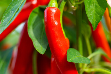 Wall Mural - Chili peppers (also chile, chile pepper, chilli pepper, or chilli, Latin: Capsicum annuum) in the green garden. Red color peppers. Close up photo.