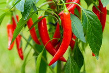 Chili Peppers (also Chile, Chile Pepper, Chilli Pepper, Or Chilli, Latin: Capsicum Annuum) In The Green Garden. Red Color Peppers. Close Up Photo.