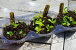 Winter sowing seeds in plastic salad containers