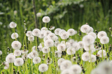 Field Of Dandelions With White Seed Heads And Green Grass
