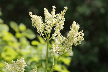 Flowering Chinese rhubarb (Rheum officinale) plant in garden