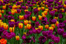 Beautiful Purple And Orange Tulips In Bed Flowers