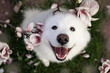 Smiling samoyed dog in the flowers