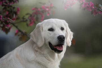 Wall Mural - golden retriever puppy in the spring time