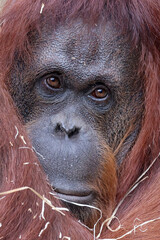 Wall Mural - the bornean orangutan (pongo pygmaeus)