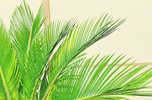 Сycas Revoluta. Palm Leaves On The Background.