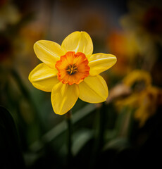 Wall Mural - Daffodil photo with oil paint technique to make unique texture.  Dark soft focused background. 