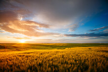 Spectacular Sunset In A Field Of Ripe Wheat.