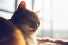 Close-up Portrait Of Red Cat Lying On Bed In Sunny Day.