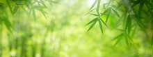Defocused Green Bamboo Leaves Panoramic Nature Background With Bokeh Highlights