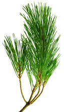 Branches Of Fragrant Pine, Isolated On White Background Without Shadow. Close-up.