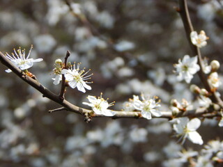 Sticker - tree blossom