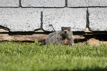young baby groundhog looks at camera while standing on front of abandoned shed searching for food on a summer morning macro close up wildlife