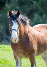 Portrait Of A Clydesdale Horse Looking At The Camera In A Green Paddock