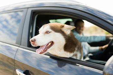 Beautiful dog enjoying a road trip