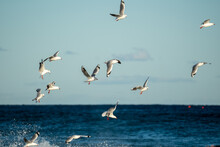 Seagulls In Flight Over The Sea At Sunset