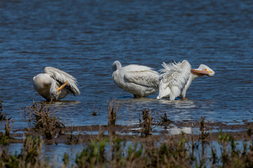 Sticker - A small flock of American white pelicans on the shores of Lake Michigan