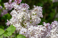 Full Frame Abstract Texture Background Of Beautiful Purple Tinged White Lilac Flowers In Full Bloom