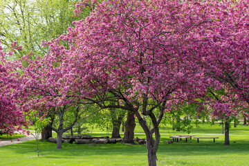 Wall Mural - Landscape view of deep pink color ornamental apple trees in full bloom in an ornamental botanical garden