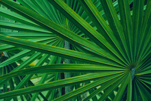 Abstract Palm Leaf Texture, Nature Background, Tropical Leaf