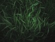 Abstract background with green grass wet from the rain