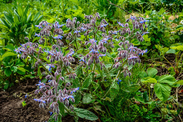 Borage flowers close up (Borago officinalis)