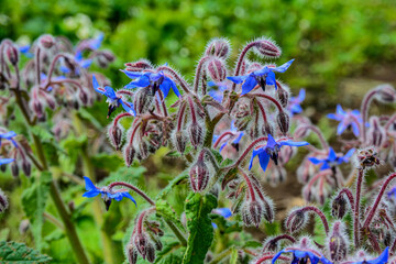 Canvas Print - Borage flowers close up (Borago officinalis)