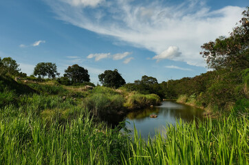 Wall Mural - Green  landscape with trees and lake