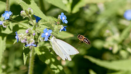 Canvas Print - butterfly on a flower