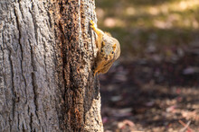 Eastern Fox Squirrel (Sciurus Niger) Sits In A Tree. 