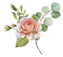 Watercolor Isolated Illustration Of A Bouquet Of Pink Roses, Buds And Eucalyptus Leaves On A White Background