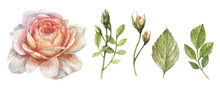 Watercolor Set Of Illustrations Of A Delicate Peach Color Of A Rose, As Well As Leaves, Stems And Flower Buds