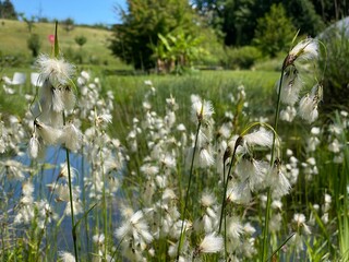 Wall Mural - Broad-leaved bog-cotton (Eriophorum latifolium, Hoppe), Broad leaved cotton grass, Breitblättriges Wollgras, Linaigrette à larges feuilles (The Botanical Garden of the University of Zurich)