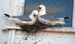The kittiwakes are two closely related seabird species in the gull family Laridae, the black-legged kittiwake and the red-legged kittiwake