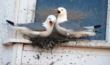 The Kittiwakes Are Two Closely Related Seabird Species In The Gull Family Laridae, The Black-legged Kittiwake And The Red-legged Kittiwake