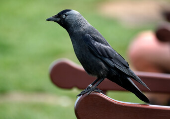 Wall Mural - The western jackdaw, also known as the Eurasian jackdaw, the European jackdaw, or simply the jackdaw, is a passerine bird in the crow family. 