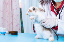 Professional Veterinary Woman Wear Gloves Using Stethoscope Examination Health Sick Bunny White Brown Rabbit On Table In The Clinic. Veterinarian Animal And Check Up Health Care Concept.
