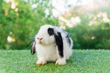 Lovely furry hare baby rabbit Holland lop looking at something sitting on green grass over bokeh nature background. Young white black rabbit bunny sitting in spring time. Easter animal pet concept.