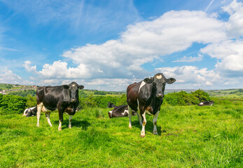 Wall Mural - holstein friesian cows facing forward in lush green meadow with blue sky and fluffy, white cloud bac
