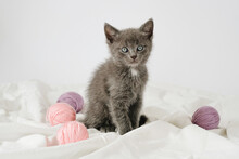 Little Curious Grey Kitten Sitting Over White Blanket Looking At Camera With Balls Skeins Of Thread.