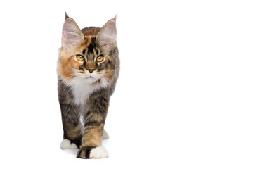 Red Maine Coon cat walking and looking at the camera, isolated on white background, front view