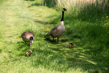Canada Goose Branta Canadensis Family Walking Along Brighit Sunny Riverbank In Spring