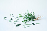 Fototapeta  - オリーブの葉と小枝のデザイン（白バック）