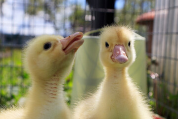 Close-up portrait of funny ducklings. The concept of keeping and caring for farm animals and birds by farmers and at home