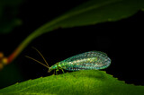 Fototapeta  - Green Lacewing (Chrysopa perla) sitting on a leaf, with copy space, isolated