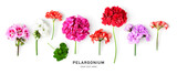 Fototapeta  - Geranium flowers collection