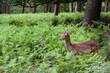 a beautiful little deer walks in a summer forest in thick green grass
