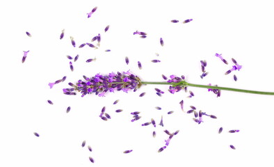 Wall Mural - Fresh lavender purple flowers isolated on white, top view