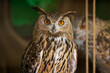 Portrait of an common owl, Bubo bubo. A wild bird looks into the camera while in the zoo enclosure. Close-up.